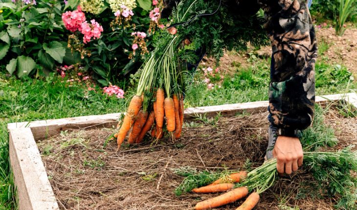 Secretele cultivării morcovilor dulci și crocanți: Ghid practic